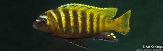 Maylandia sp. &#39;zebra gold&#39; Mbowe Island Metriaclima sp. &#39;zebra gold&#39; Mbowe Island