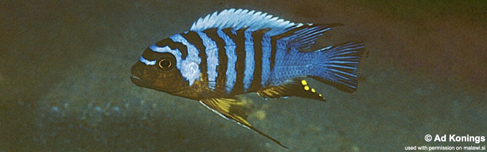 Maylandia sp. 'zebra long pelvic' Mdoka<br><font color=gray>Metriaclima sp. 'zebra long pelvic' Mdoka</font> 
