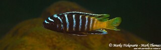 Maylandia sp. &#39;zebra yellow tail&#39; Manda Metriaclima sp. &#39;zebra yellow tail&#39; Manda