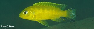 Maylandia sp. 'daktari' Hai (Chimate) Reef.jpg