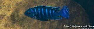 Maylandia sp. 'dolphin' Thumbi Reef (Kitenge Rocks).jpg