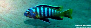 Maylandia sp. 'dumpy' Nakantenga Island.jpg