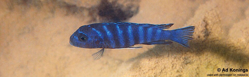 Maylandia sp. 'elongatus chidunga' Chidunga Rocks<br><font color=gray>Metriaclima sp. 'elongatus chidunga' Chidunga Rocks</font> 