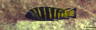 Maylandia sp. 'elongatus goldbar' Same Bay, Chizumulu Island.jpg