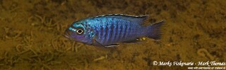 Maylandia sp. 'msobo heteropictus' Thumbi Reef (Kitenge Rocks).jpg