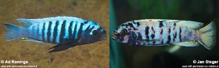 Maylandia tarakiki Metriaclima tarakiki Metriaclima sp. &#39;zebra slim&#39;