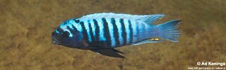 Maylandia tarakiki &#39;Higga Reef&#39; Metriaclima tarakiki &#39;Higga Reef&#39;