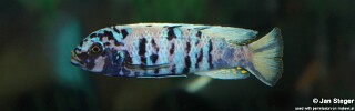 Maylandia tarakiki &#39;Mbamba Bay&#39; Metriaclima tarakiki &#39;Mbamba Bay&#39;