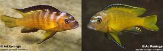 Maylandia usisyae Metriaclima usisyae Metriaclima sp. &#39;elongatus usisya&#39;