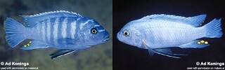 Maylandia xanstomachus Metriaclima xanstomachus