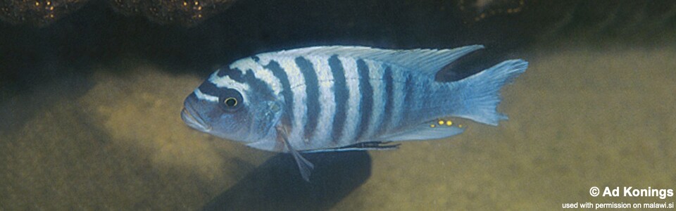 Maylandia zebra 'Crocodile Rocks'<br><font color=gray>Metriaclima zebra 'Crocodile Rocks'</font>