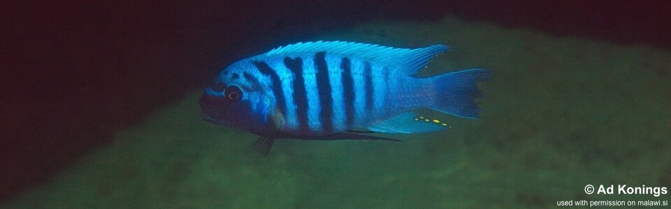 Maylandia zebra 'Hongi Island'<br><font color=gray>Metriaclima zebra 'Hongi Island'</font> 