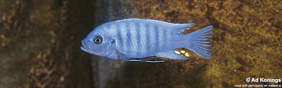 Maylandia zebra 'Lumbaulo'<br><font color=gray>Metriaclima zebra 'Lumbaulo'</font>