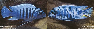 Maylandia zebra Metriaclima zebra