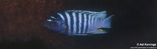 Maylandia zebra &#39;Chemwezi Rocks&#39; Metriaclima zebra &#39;Chemwezi Rocks&#39;