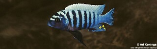 Maylandia zebra &#39;Chilucha Reef&#39; Metriaclima zebra &#39;Chilucha Reef&#39;