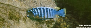 Maylandia zebra &#39;Chinuni&#39; Metriaclima zebra &#39;Chinuni&#39;