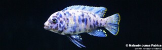 Maylandia zebra &#39;Chiteko&#39; Metriaclima zebra &#39;Chiteko&#39;