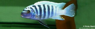 Maylandia zebra &#39;Ikombe&#39; Metriaclima zebra &#39;Ikombe&#39;