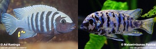 Maylandia zebra &#39;Linganjala Reef&#39; Metriaclima zebra &#39;Linganjala Reef&#39;