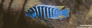 Maylandia zebra &#39;Lumessi&#39; Metriaclima zebra &#39;Lumessi&#39;