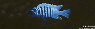 Maylandia zebra &#39;Lundu&#39; Metriaclima zebra &#39;Lundu&#39;