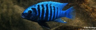 Maylandia zebra &#39;Lutara Reef&#39; Metriaclima zebra &#39;Lutara Reef&#39;