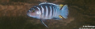Maylandia zebra &#39;Luwala Reef&#39;&#39; Metriaclima zebra &#39;Luwala Reef&#39;&#39;