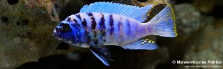 Maylandia zebra &#39;Magunga&#39; Metriaclima zebra &#39;Magunga&#39;