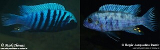 Maylandia zebra &#39;Manda&#39; Metriaclima zebra &#39;Manda&#39;