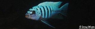 Maylandia zebra &#39;Masasa Reef&#39; Metriaclima zebra &#39;Masasa Reef&#39;