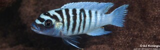 Maylandia zebra &#39;Mazinzi Reef&#39; Metriaclima zebra &#39;Mazinzi Reef&#39;