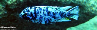 Maylandia zebra &#39;Mbuzi Islands&#39; Metriaclima zebra &#39;Mbuzi Islands&#39;
