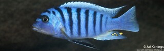Maylandia zebra &#39;Mbweca Rocks&#39; Metriaclima zebra &#39;Mbweca Rocks&#39;