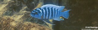 Maylandia zebra &#39;Meponda&#39; Metriaclima zebra &#39;Meponda&#39;
