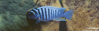 Maylandia zebra &#39;Metangula&#39; Metriaclima zebra &#39;Metangula&#39;