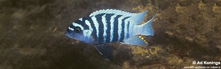 Maylandia zebra &#39;Minos Reef&#39; Metriaclima zebra &#39;Minos Reef&#39;