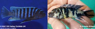 Maylandia zebra &#39;Narungu&#39; Metriaclima zebra &#39;Narungu&#39;
