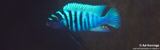 Maylandia zebra &#39;Ndonga&#39; Metriaclima zebra &#39;Ndonga&#39;