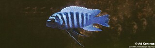 Maylandia zebra &#39;Nkhungu Point&#39; Metriaclima zebra &#39;Nkhungu Point&#39;