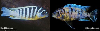 Maylandia zebra &#39;Nkhungu Reef&#39; Metriaclima zebra &#39;Nkhungu Reef&#39;