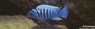 Maylandia zebra &#39;Nkolongwe&#39; Metriaclima zebra &#39;Nkolongwe&#39;