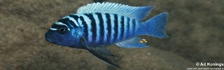 Maylandia zebra &#39;Ntekete&#39; Metriaclima zebra &#39;Ntekete&#39;