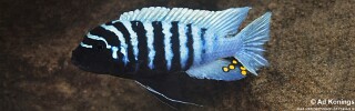Maylandia zebra &#39;Sanga&#39; Metriaclima zebra &#39;Sanga&#39;