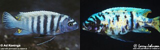 Maylandia zebra &#39;Taiwanee Reef&#39; Metriaclima zebra &#39;Taiwanee Reef&#39;