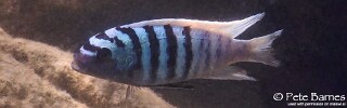 Maylandia zebra &#39;Thumbi East Island&#39; Metriaclima zebra &#39;Thumbi East Island&#39;
