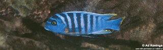Maylandia zebra &#39;Thundu&#39; Metriaclima zebra &#39;Thundu&#39;