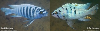 Maylandia zebra &#39;Tsano Rock&#39; Metriaclima zebra &#39;Tsano Rock&#39;