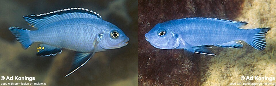 Chindongo socolofi 'Mala Point'