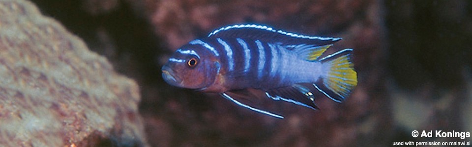 Chindongo sp. 'elongatus mphanga' Maison Reef